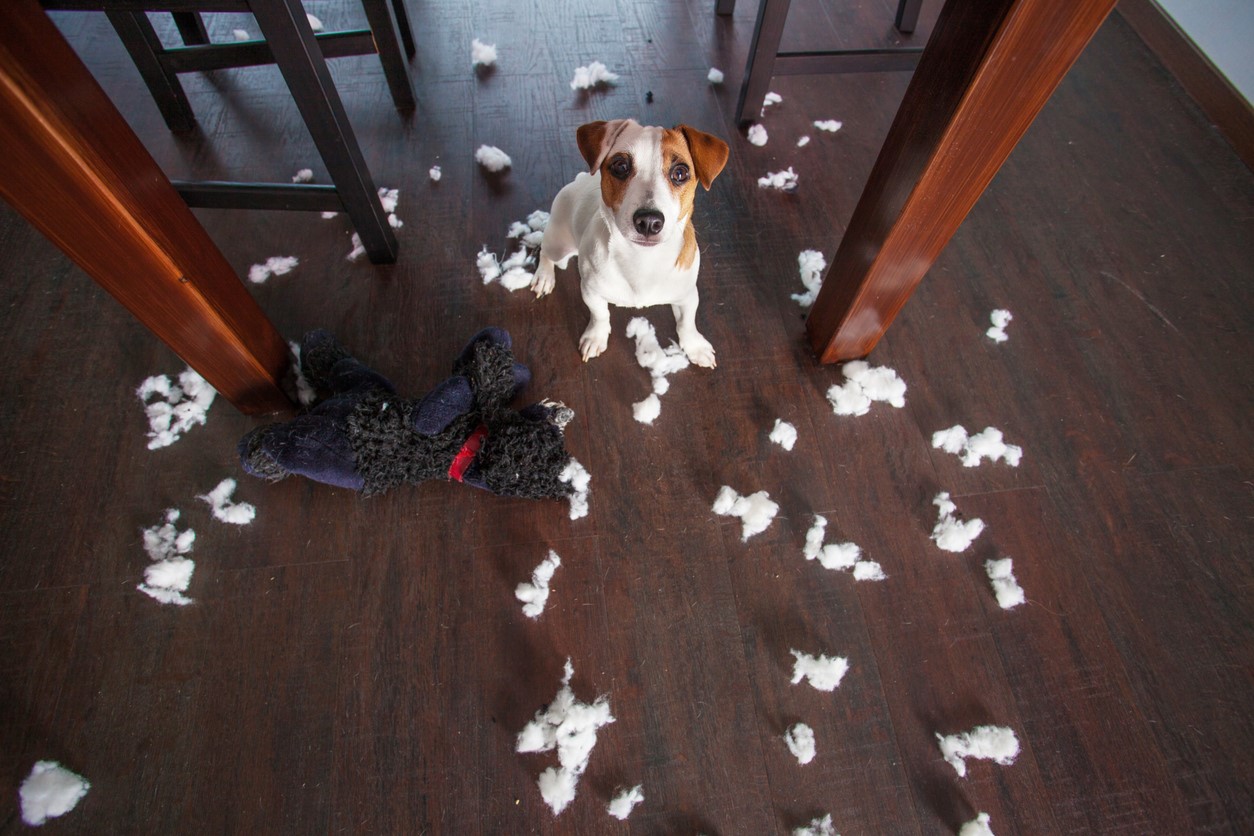 Laisser son chien à la maison 3 astuces pour que cela se passe au mieux SPA d